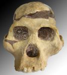 250px-Australopithèque